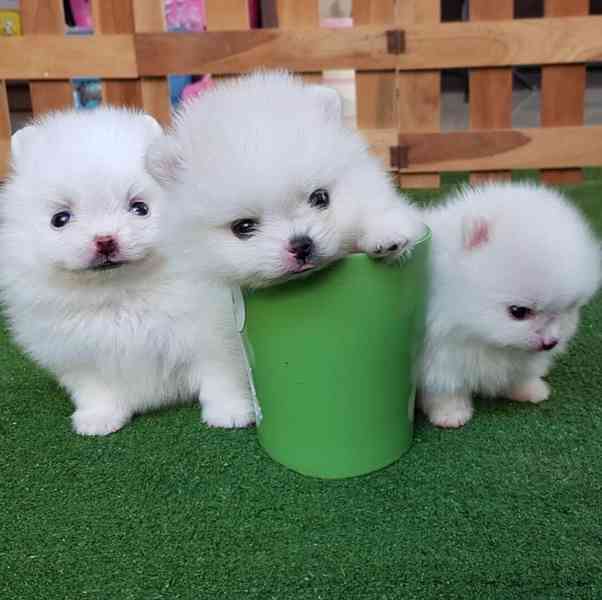 Štěňata pomeraniana T-Cup. whatsapp nás: +447490124950 - foto 2