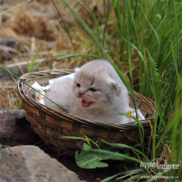 Britská krátkosrstá koťátka s PP - foto 2