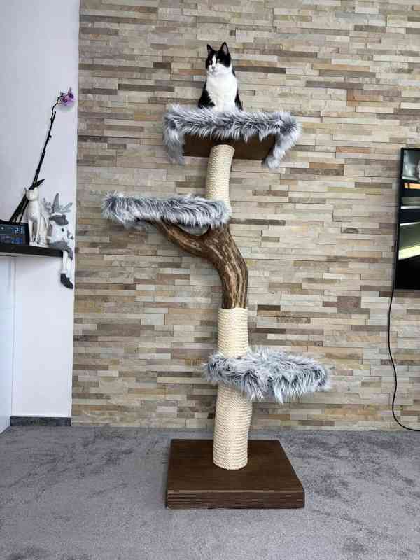 Kočičí strom - foto 1