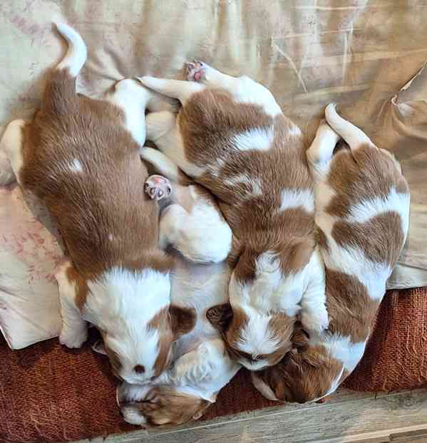 Welššpringršpaněl - štěňata s PP - foto 3