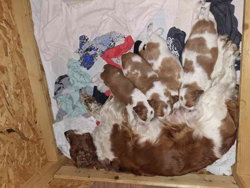 Welššpringršpaněl - štěňata s PP - foto 2