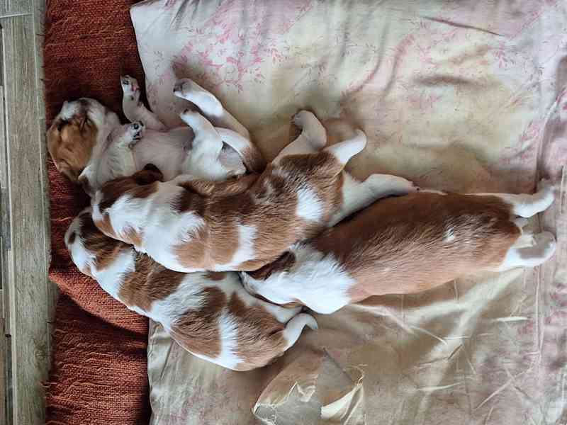 Welššpringršpaněl - štěňata s PP - foto 4