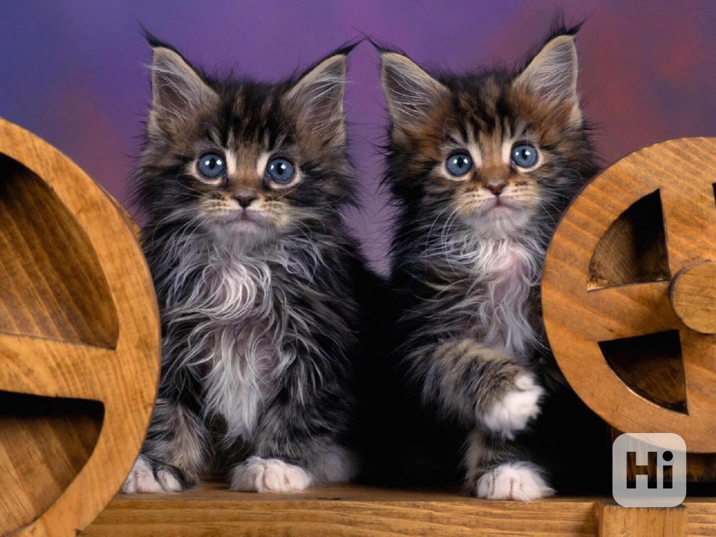 Koťata Mainské mývalí kočky - foto 1