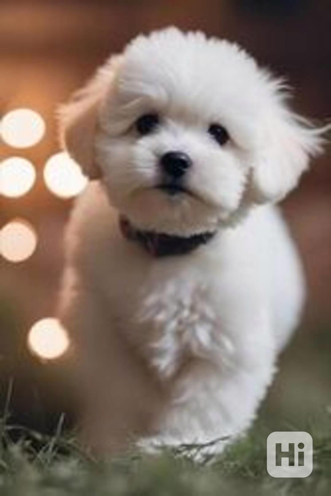 Krásná štěňata maltézského ovčáka k dispozici - foto 1