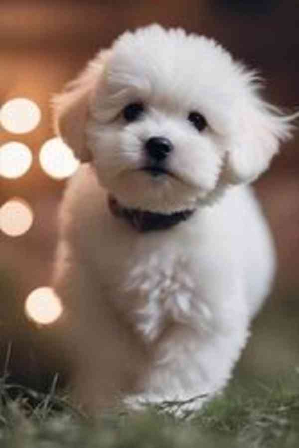 Krásná štěňata maltézského ovčáka k dispozici - foto 1