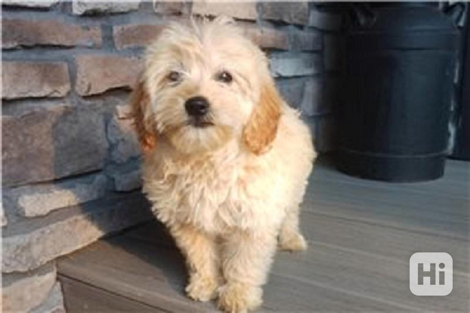 Krásná štěňata Goldendoodle, pejsek a fenka k adopci. Krásná - foto 1