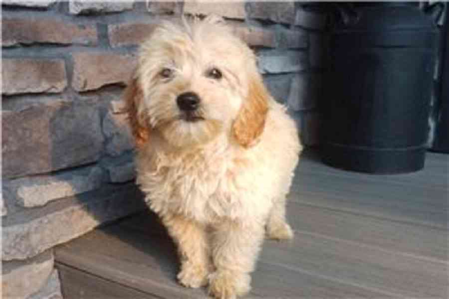Krásná štěňata Goldendoodle, pejsek a fenka k adopci. Krásná - foto 1