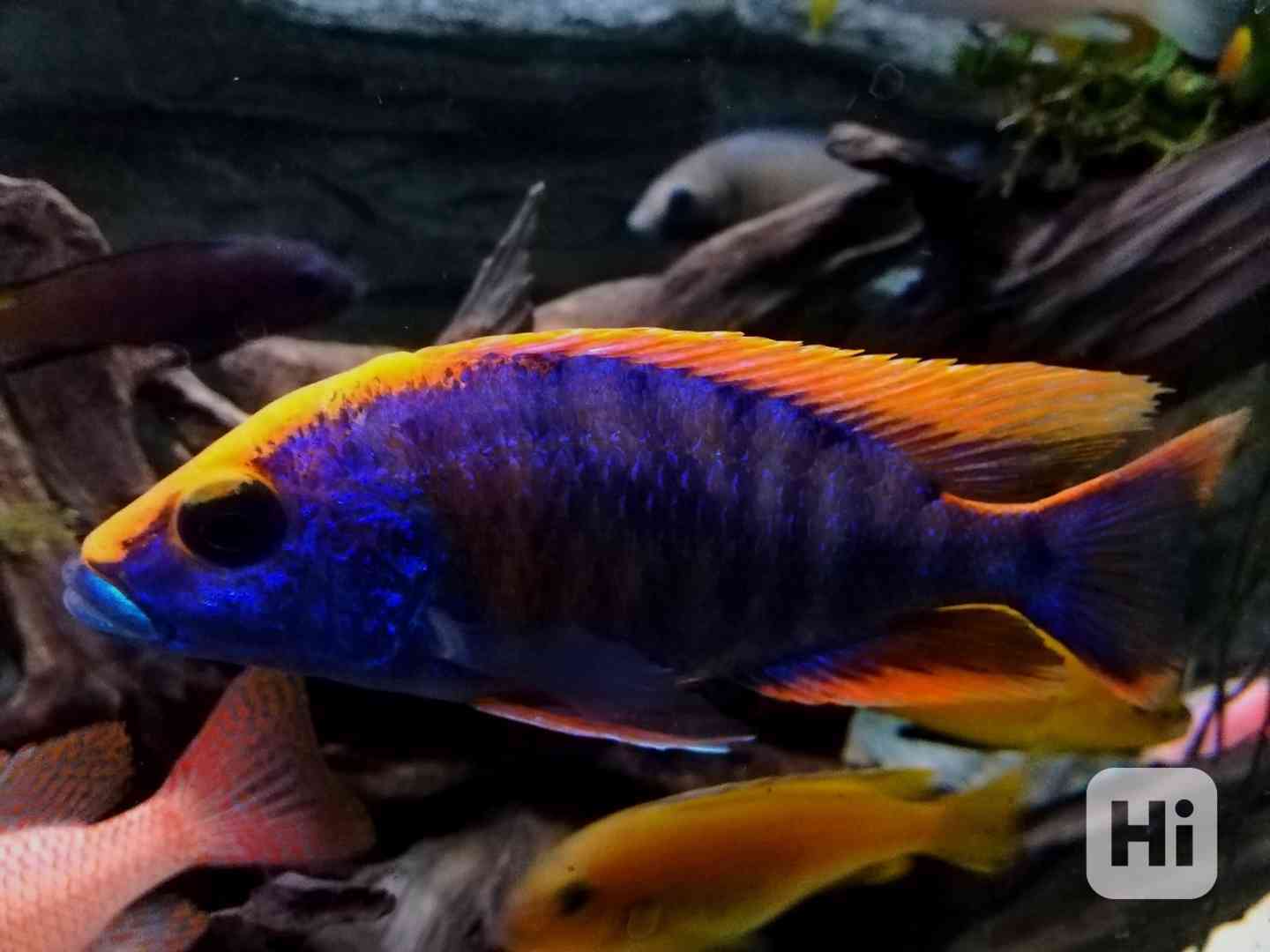 Tlamovci Malawi  - foto 1