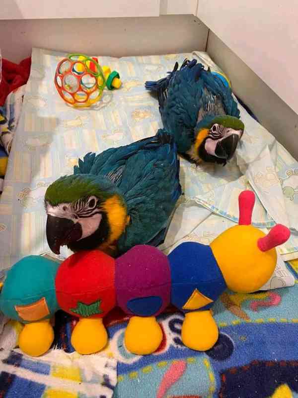Ohromující mládě hyacintového ara, odchované ručně ÚŽASNÉ ml - foto 3