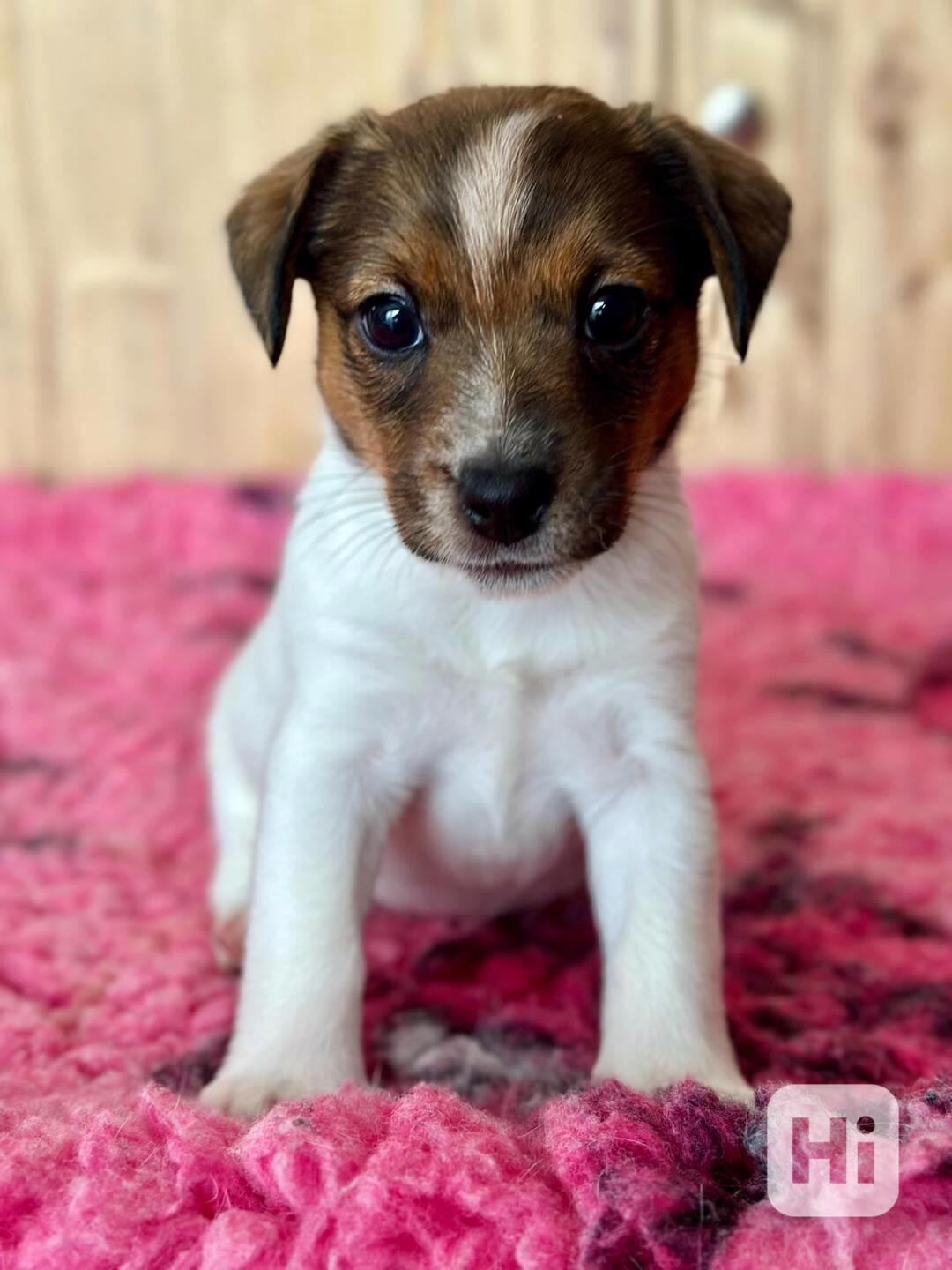 Jack russell teriér fenka hladkosrstá  - foto 1