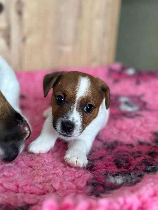 Jack russell teriér pejsek hladkosrstý - foto 1