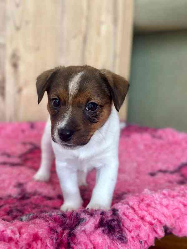 Jack russell teriér fenka hladkosrstá  - foto 2