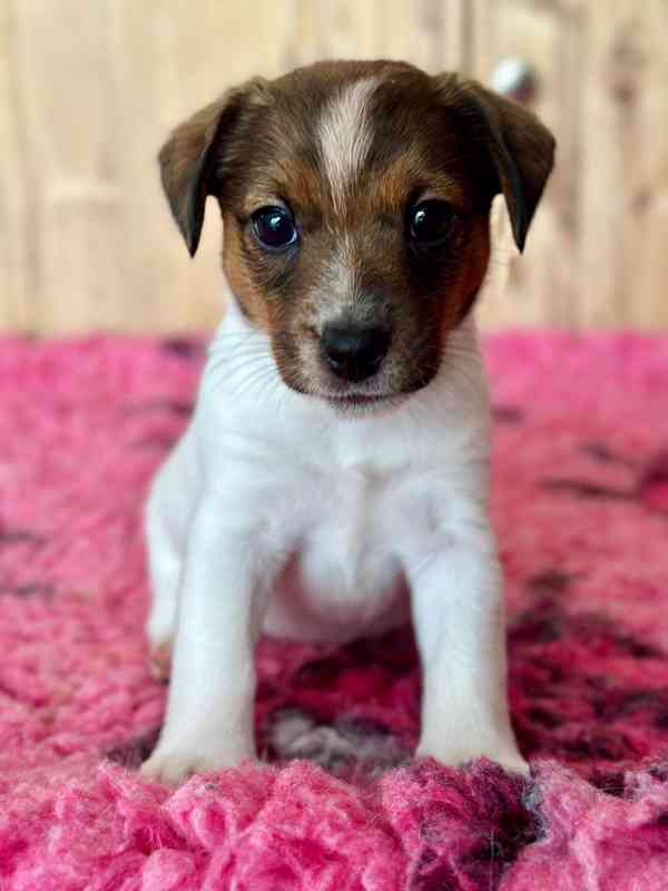 Jack russell teriér fenka hladkosrstá  - foto 1