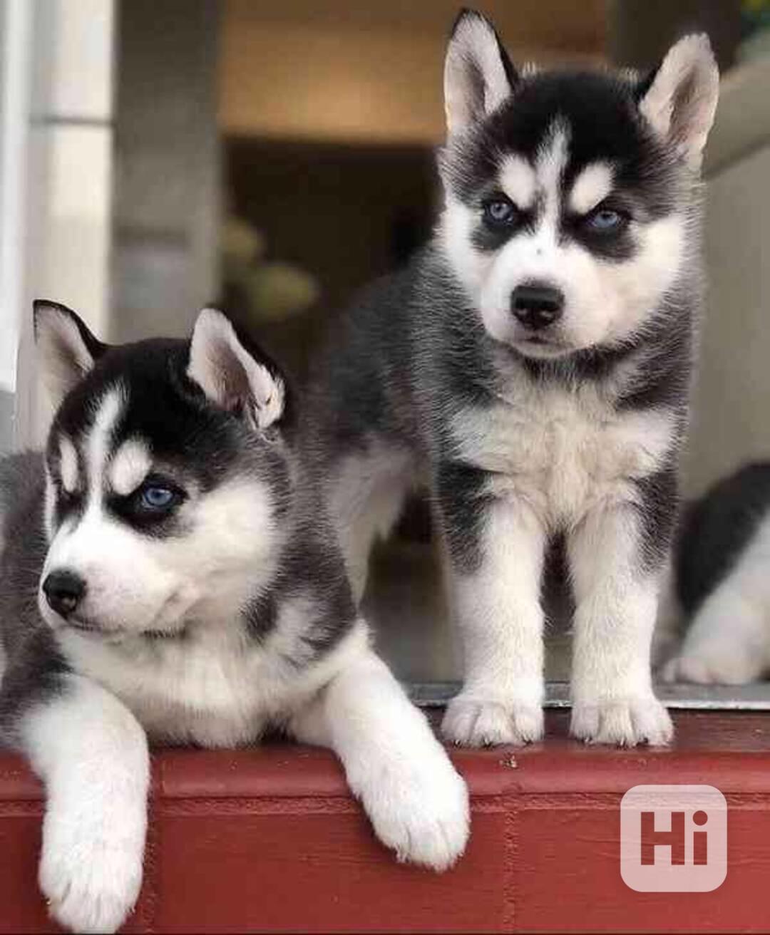 krásná štěňátka sibiřského huskyho k adopci - foto 1