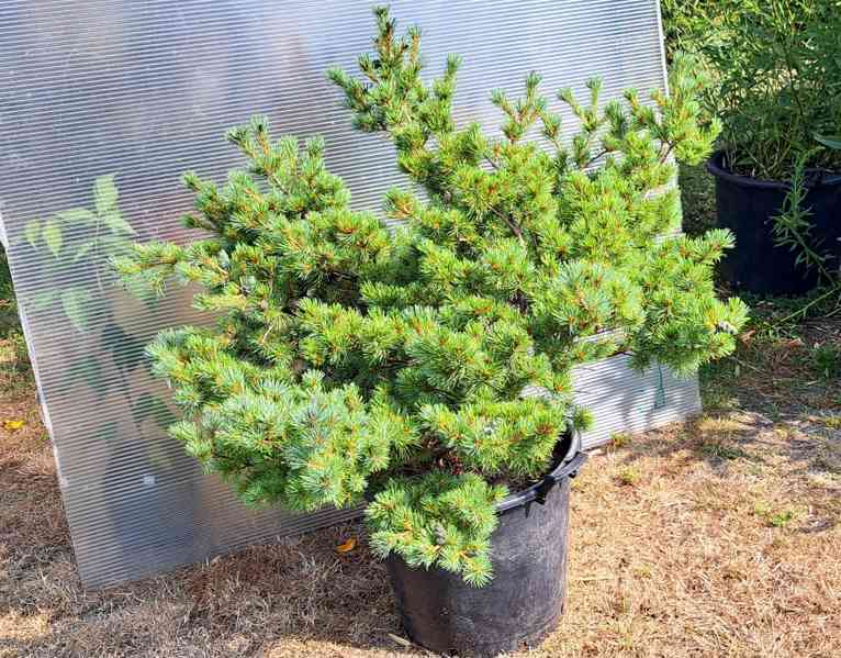 Vzrostlá borovice drobnokvětá 'Kiomatsu' (Pinus parviflora) - foto 9