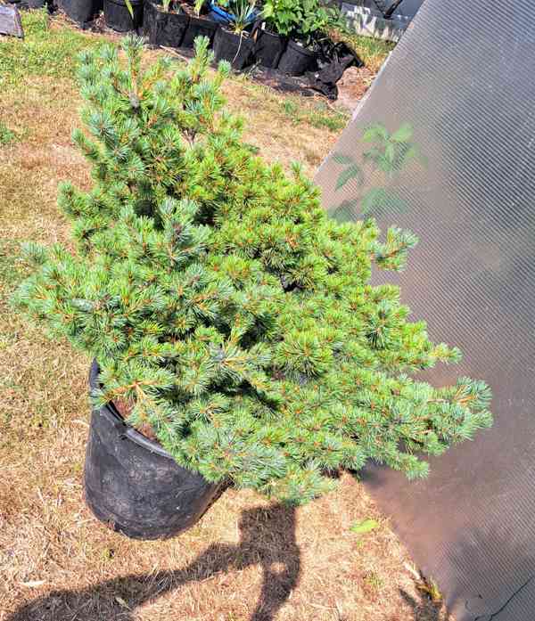 Vzrostlá borovice drobnokvětá 'Kiomatsu' (Pinus parviflora) - foto 15