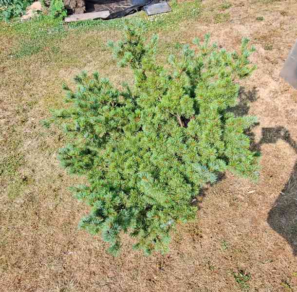 Vzrostlá borovice drobnokvětá 'Kiomatsu' (Pinus parviflora) - foto 14