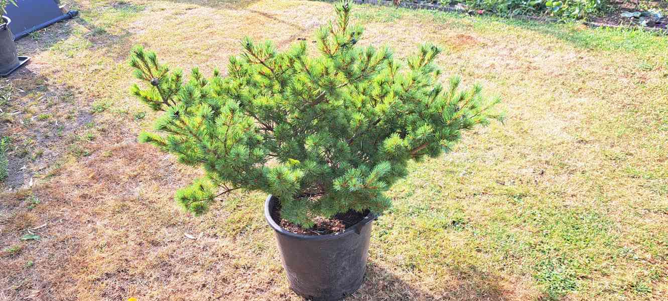 Vzrostlá borovice drobnokvětá 'Kiomatsu' (Pinus parviflora) - foto 2