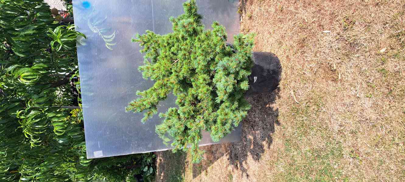 Vzrostlá borovice drobnokvětá 'Kiomatsu' (Pinus parviflora) - foto 11