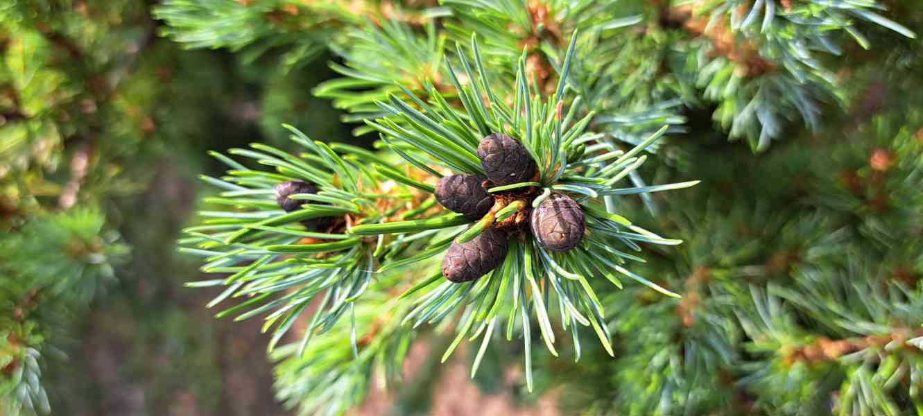 Vzrostlá borovice drobnokvětá 'Kiomatsu' (Pinus parviflora) - foto 3