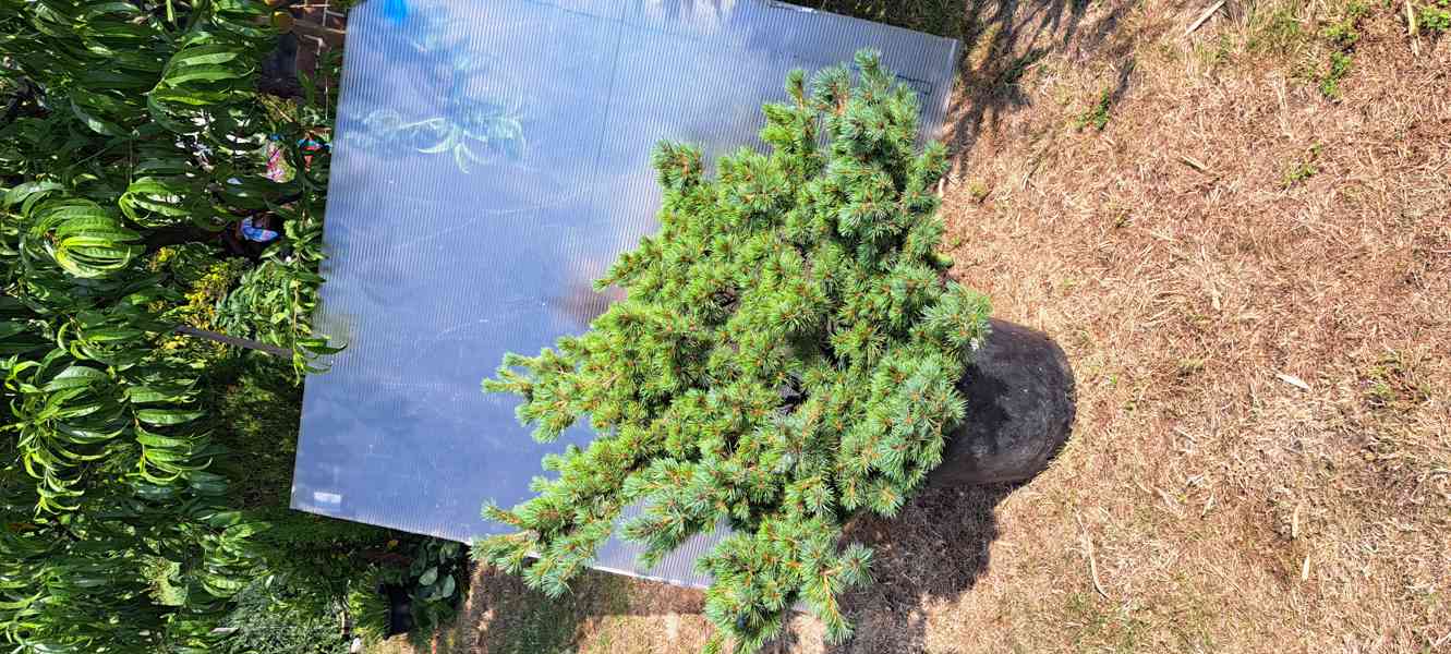 Vzrostlá borovice drobnokvětá 'Kiomatsu' (Pinus parviflora) - foto 12