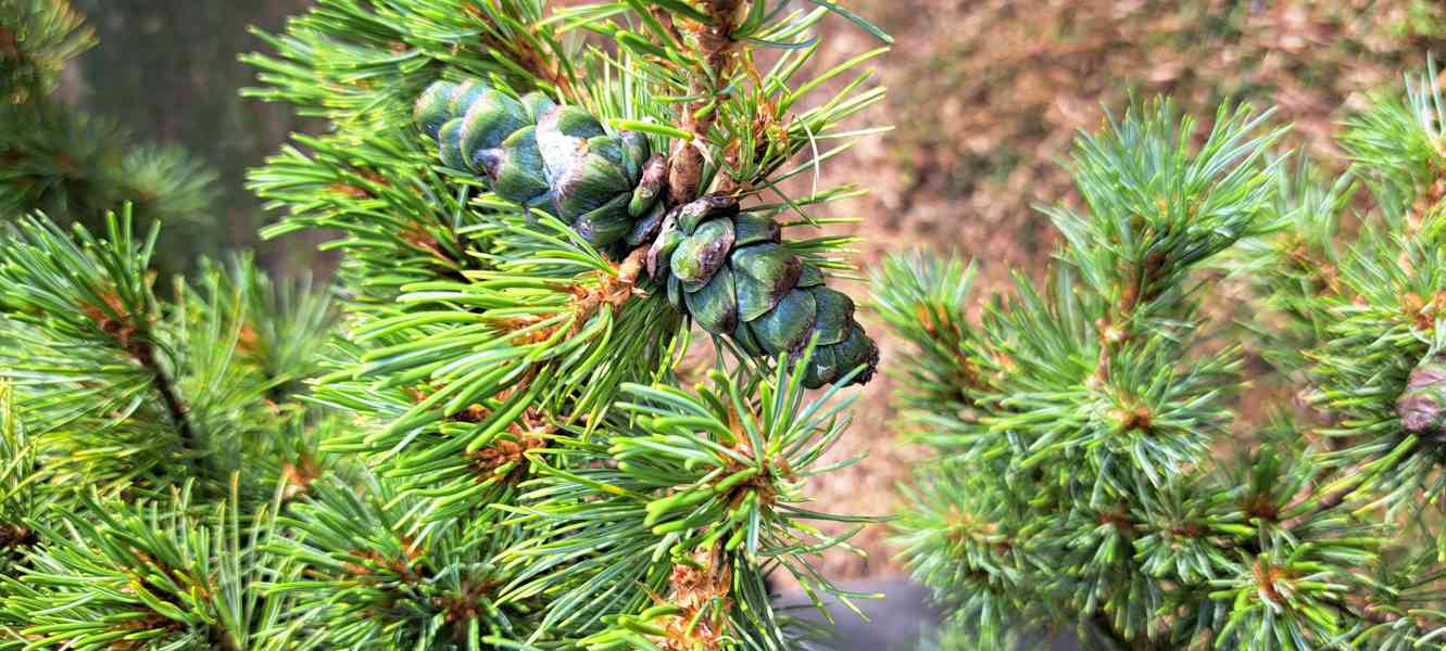 Vzrostlá borovice drobnokvětá 'Kiomatsu' (Pinus parviflora) - foto 6