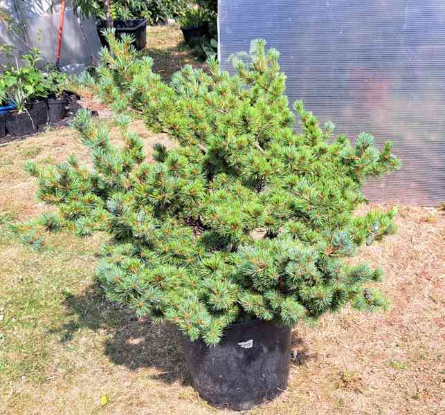 Vzrostlá borovice drobnokvětá 'Kiomatsu' (Pinus parviflora) - foto 13