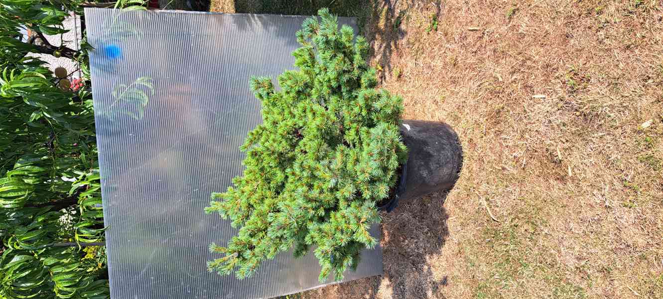 Vzrostlá borovice drobnokvětá 'Kiomatsu' (Pinus parviflora) - foto 7