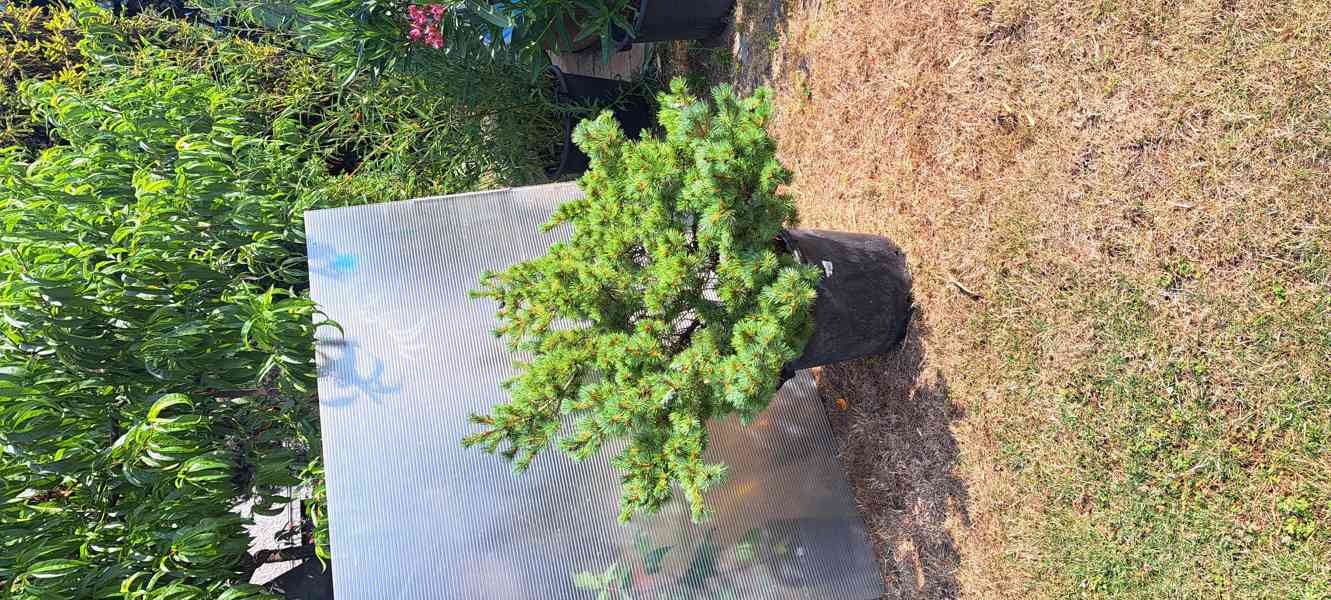 Vzrostlá borovice drobnokvětá 'Kiomatsu' (Pinus parviflora) - foto 10