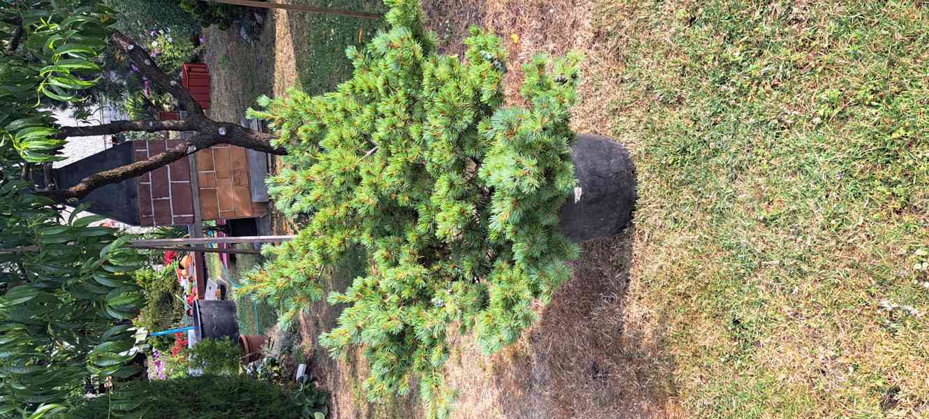 Vzrostlá borovice drobnokvětá 'Kiomatsu' (Pinus parviflora) - foto 8