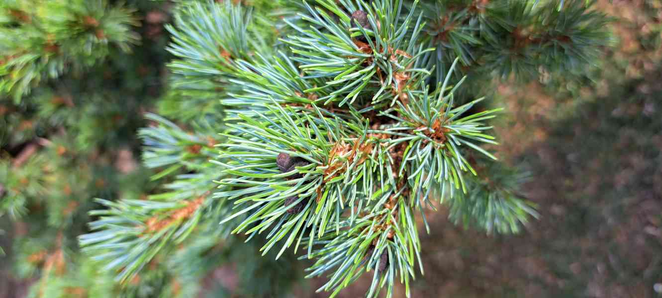 Vzrostlá borovice drobnokvětá 'Kiomatsu' (Pinus parviflora) - foto 5