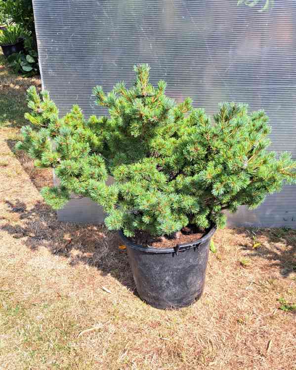 Vzrostlá borovice drobnokvětá 'Kiomatsu' (Pinus parviflora) - foto 1