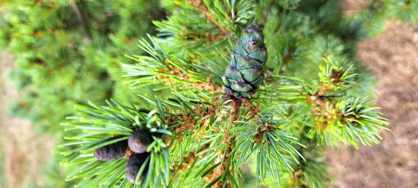 Vzrostlá borovice drobnokvětá 'Kiomatsu' (Pinus parviflora) - foto 4