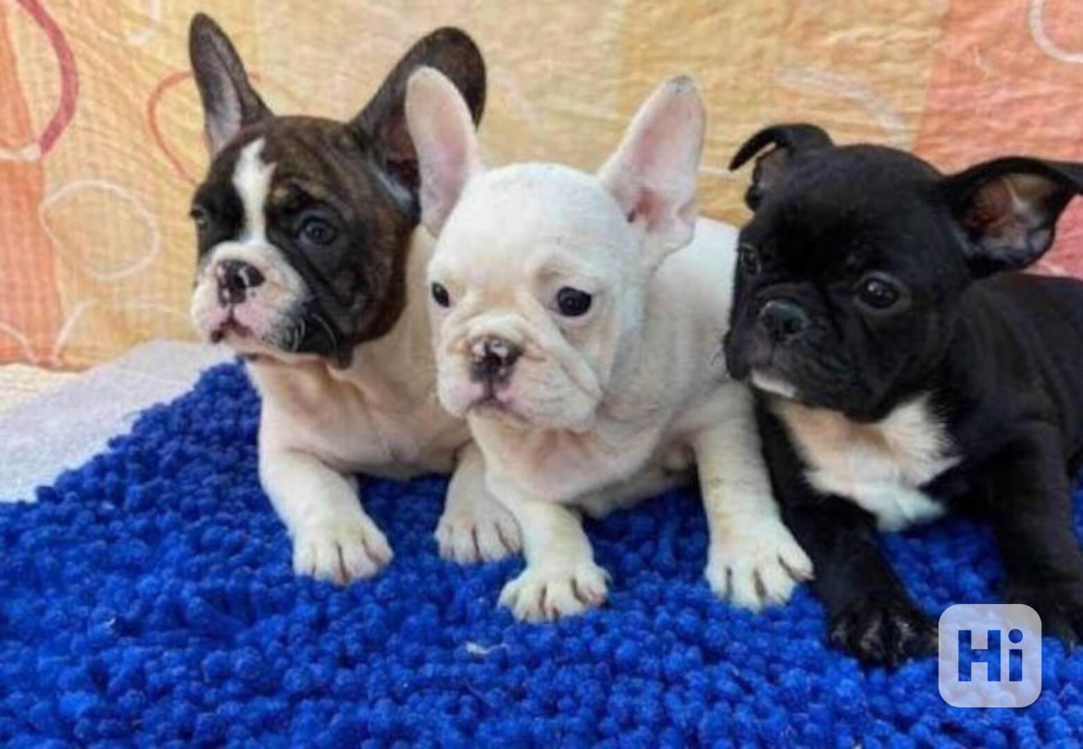 štěňata francouzského buldočka - foto 1