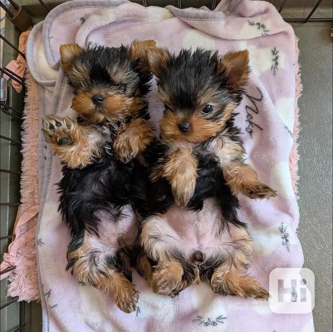 Štěňata Yorkshire teriéra WhatsApp: +34 691 11 04 90 - foto 1