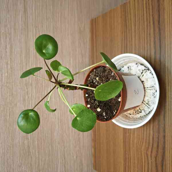 Pilea Peperomioides - foto 2