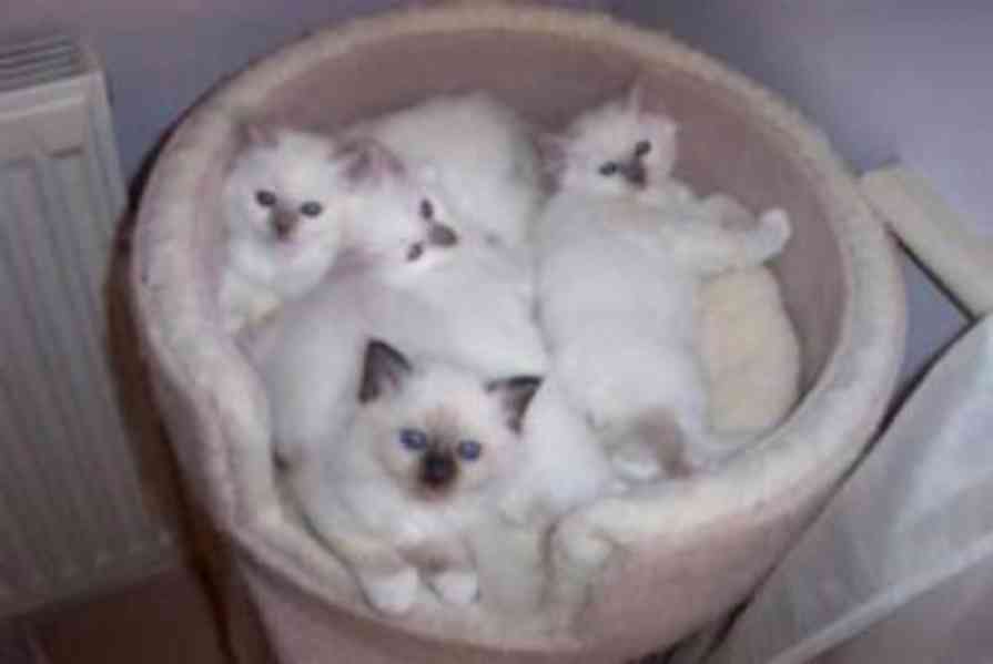 K dispozici tři koťátka Birma