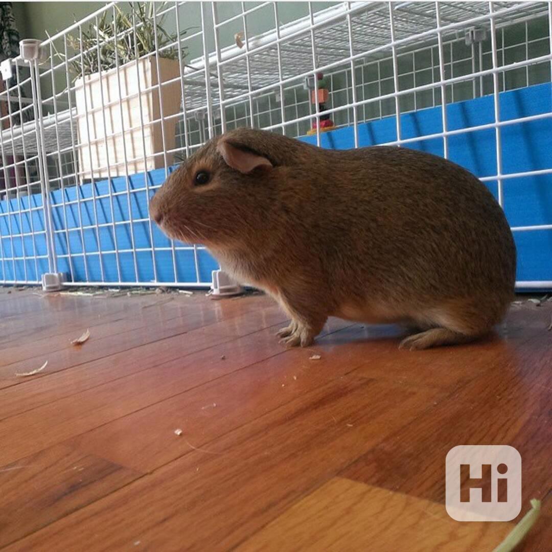 K prodeji jsou zdravá morčata  - foto 1