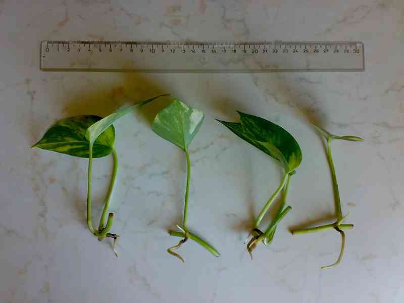 Epipremnum aureum - Scindapsus aureus - zakořeněné řízky - foto 2