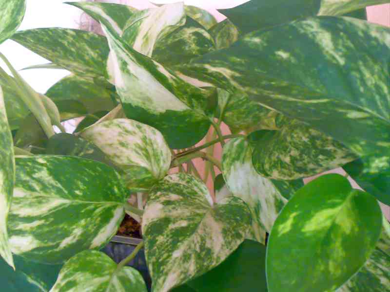 Epipremnum aureum - Scindapsus aureus - zakořeněné řízky - foto 2
