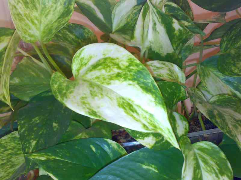 Epipremnum aureum - Scindapsus aureus - zakořeněné řízky - foto 3