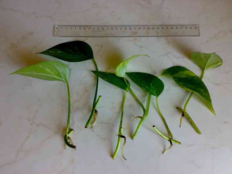 Epipremnum aureum - Scindapsus aureus - zakořeněné řízky - foto 2
