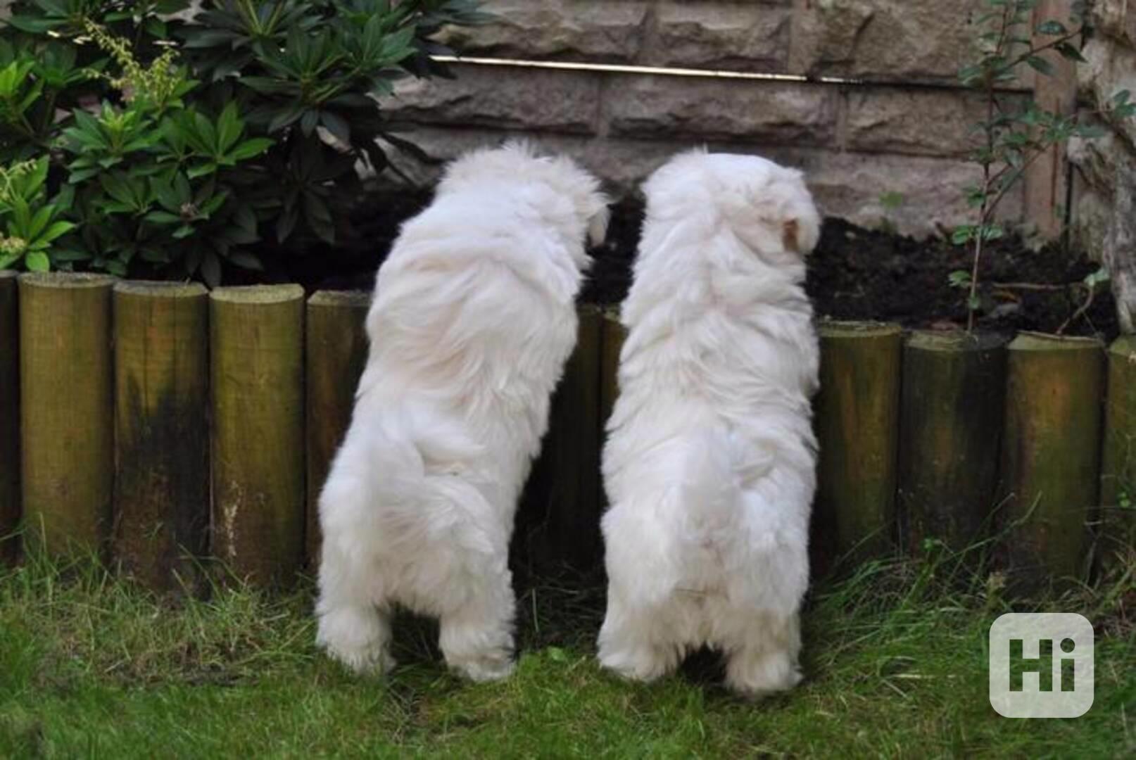 maltézská štěňátka k adopci - foto 1