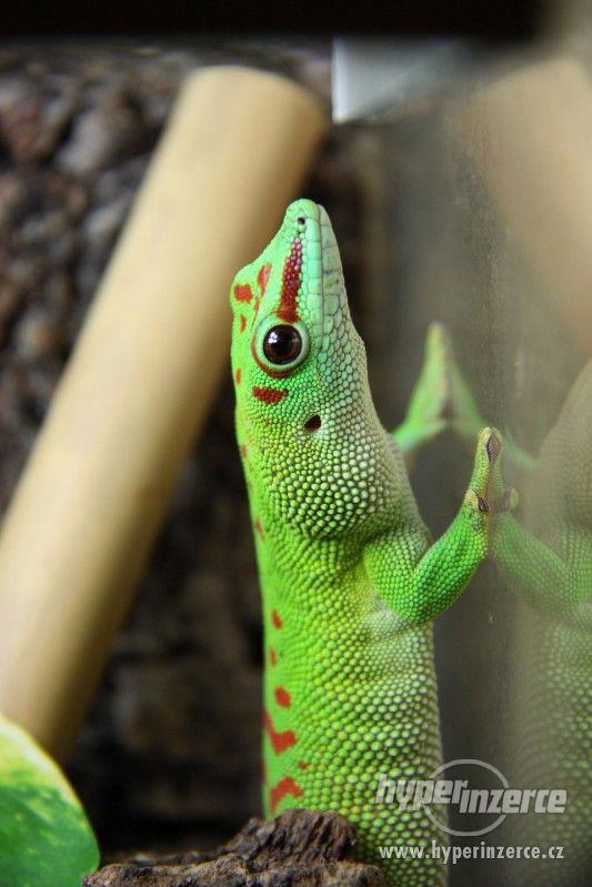 Felsuma madagaskarská (Phelsuma madagascariensis grandis) - foto 1