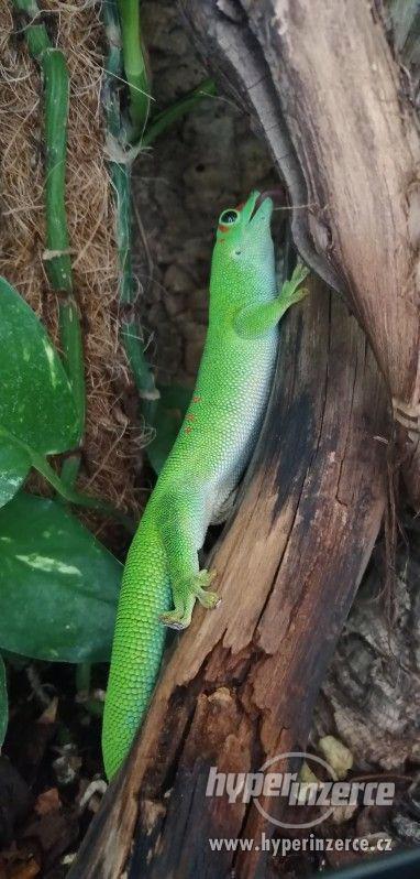 Felsuma madagaskarská (Phelsuma madagascariensis grandis) - foto 2