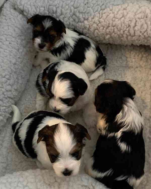 Yorkšírský teriér (Jorkšírský teriér) - foto 1