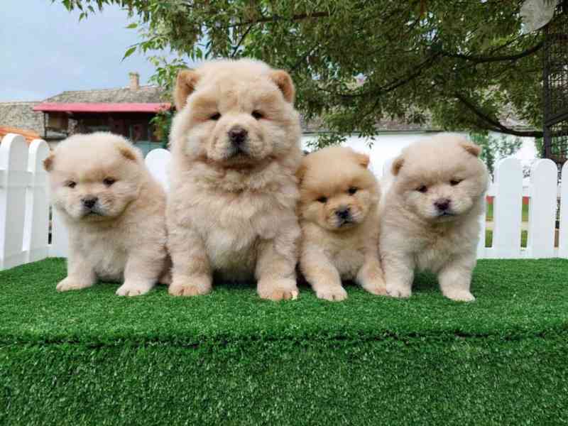 Štěňata CHOW CHOW s pp - foto 3