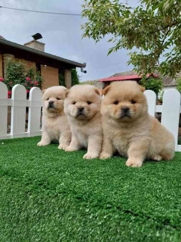 Štěňata CHOW CHOW s pp - foto 2