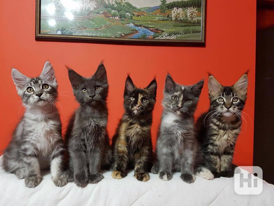 Koťátka Mainské mývalí kočky... - foto 1