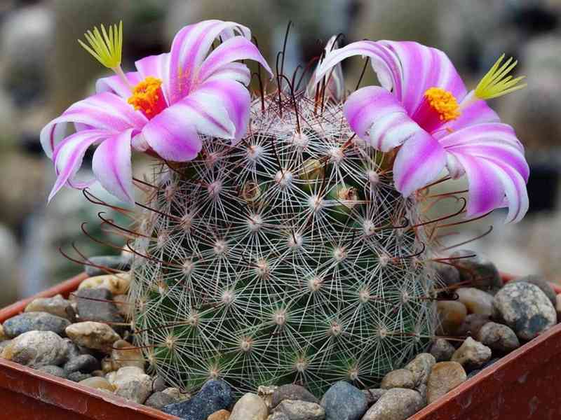 semena kaktusu  Mammillaria microcarpa - foto 1